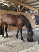 Jument 4 ans Frison-espagnole 