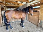 Jument 4 ans Frison-espagnole 