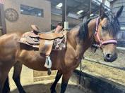 Jument 4 ans Frison-espagnole 