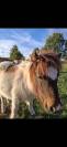 Poulains Shetland 