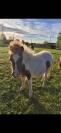 Poulains Shetland 