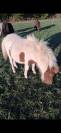 Poulains Shetland 