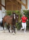Magnfique poulain &agrave; vendre
