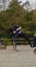 Jeune cheval de sport &agrave; vendre 