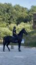 Jeune cheval de sport &agrave; vendre 