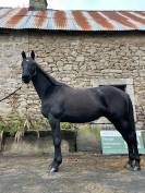 Jeune cheval de sport &agrave; vendre 