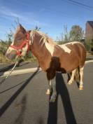 Ponette avec un &oelig;il bleus 