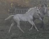 Magnifique palomino pur  lusitanien n&eacute;e oc