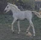 Magnifique palomino pur  lusitanien n&eacute;e oc