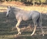 Magnifique palomino pur  lusitanien n&eacute;e oc