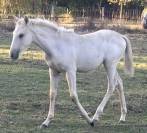 Magnifique palomino pur  lusitanien n&eacute;e oc