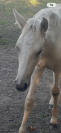 Magnifique palomino pur  lusitanien n&eacute;e oc
