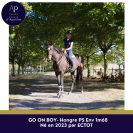Gelding Thoroughbred For sale 2023 Bay