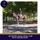 Gelding Thoroughbred For sale 2023 Bay