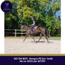 Gelding Thoroughbred For sale 2023 Bay