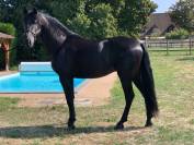 Andujeno P III, entier, pur race espagnole de 10ans