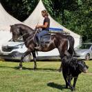 Andujeno P III, entier, pur race espagnole de 10ans