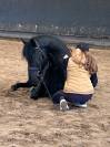 Andujeno P III, entier, pur race espagnole de 10ans