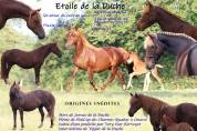 Pouliche PFS 1 an maxi C par Very Star Kerveyer