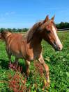 Pouliche PFS 1 an maxi C par Very Star Kerveyer
