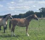 Pouliche PFS 1 an maxi C par Very Star Kerveyer