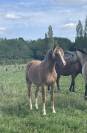 Pouliche PFS 1 an maxi C par Very Star Kerveyer