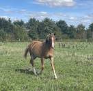 Pouliche PFS 1 an maxi C par Very Star Kerveyer