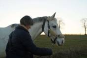 Jument de 17 ans &agrave; placer pour compagnie 
