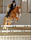 Merrie Franse rijpony PFS Te koop 2014 Vos