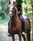 Merrie Franse rijpony PFS Te koop 2014 Vos