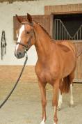 Jument 5 ans Harley vdl x Hemmingway 