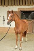Jument 5 ans Harley vdl x Hemmingway 