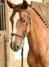 Jument 5 ans Harley vdl x Hemmingway 