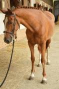 Jument 5 ans Harley vdl x Hemmingway 
