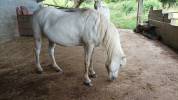 Jument Camarguaise avec papiers 