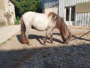 Poulain shetland pp