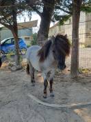 Poulain shetland pp