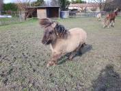Poulain shetland pp