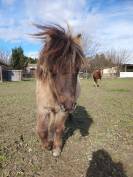 Poulain shetland pp