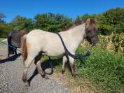 Poulain shetland pp