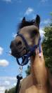 poney selle fran&ccedil;ais a vendre