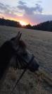 poney selle fran&ccedil;ais a vendre