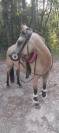 poney selle fran&ccedil;ais a vendre