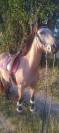 poney selle fran&ccedil;ais a vendre