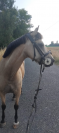 poney selle fran&ccedil;ais a vendre