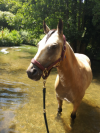 poney selle fran&ccedil;ais a vendre