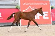 Foal Selle Fran&ccedil;ais &agrave; vendre