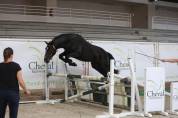 Poney D Connemara 3 ans (male)