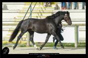 Poney D Connemara 3 ans (male)