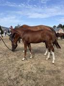 &Agrave; vendre foals de 6 mois par TAALEX